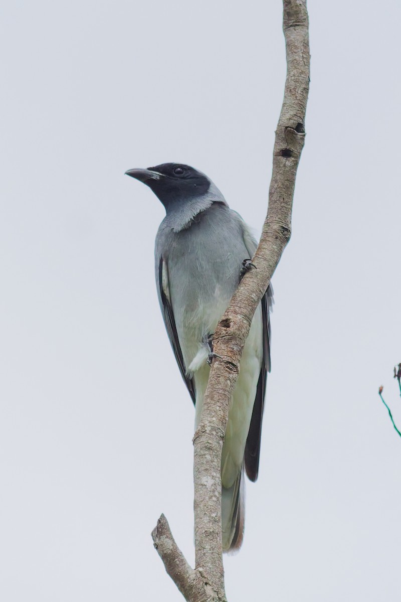 Black-faced Cuckooshrike - ML641951095