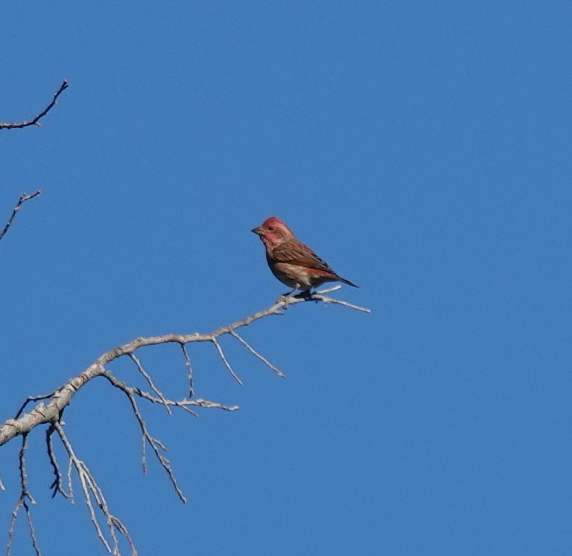 Camachuelo Purpúreo (californicus) - ML641951096