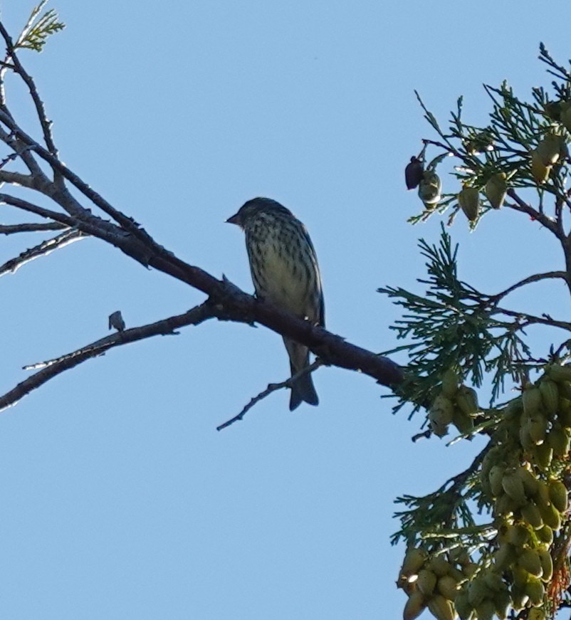 Camachuelo Purpúreo (californicus) - ML641951097