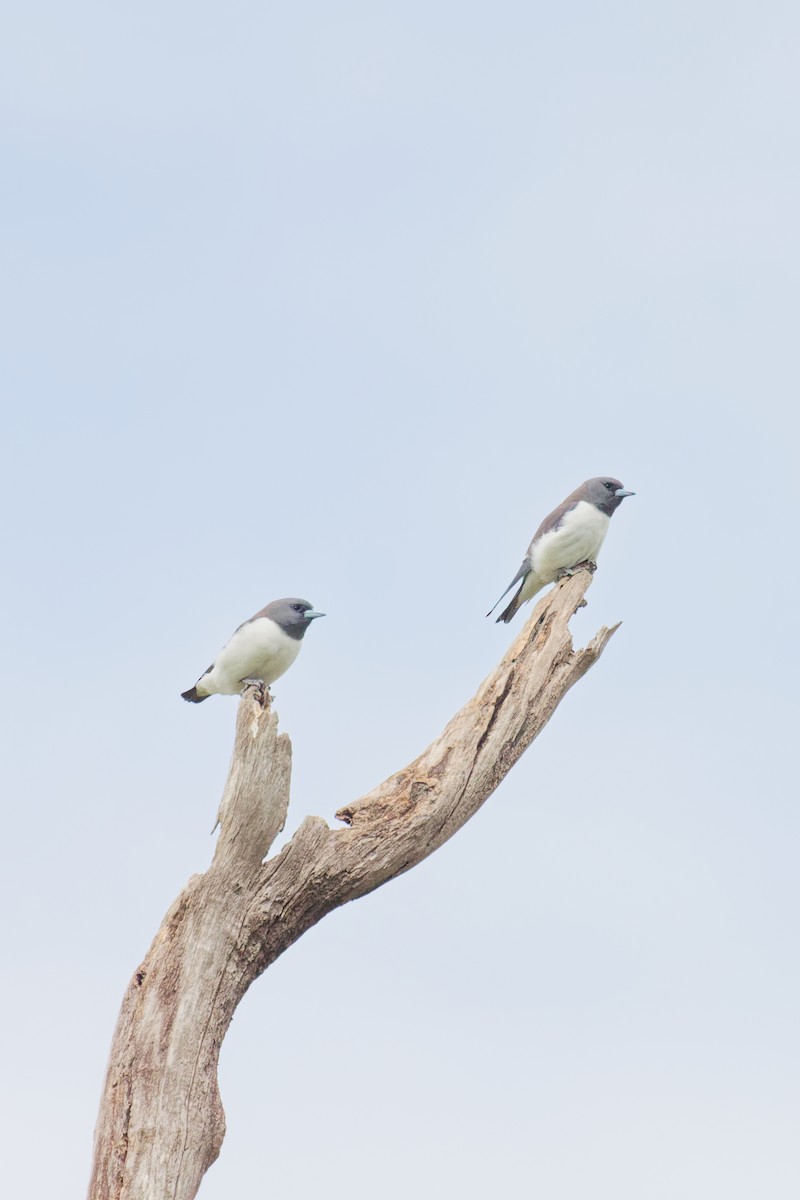White-breasted Woodswallow - ML641951100