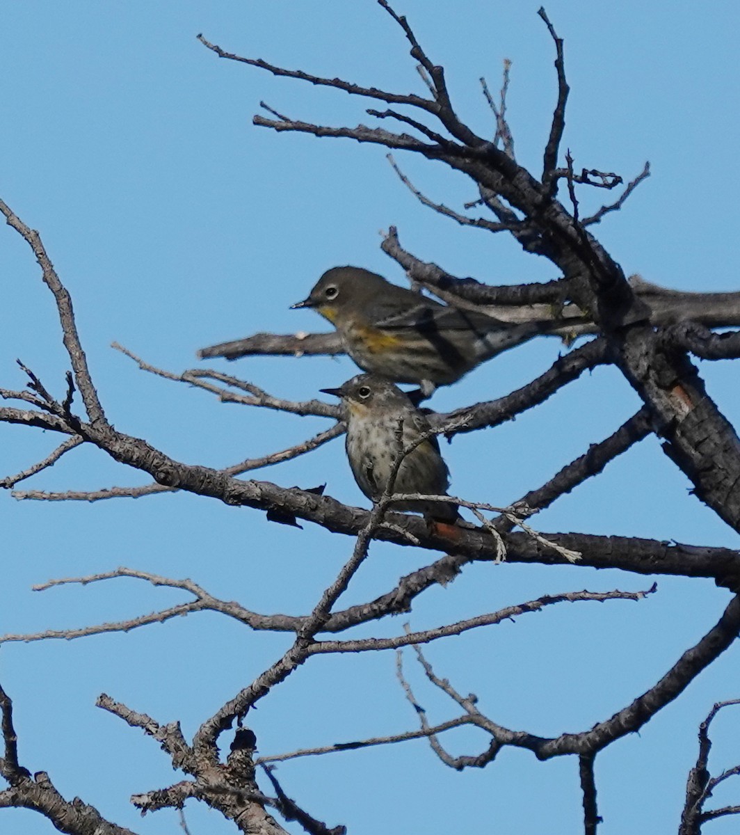 Yellow-rumped Warbler (Audubon's) - ML641951109