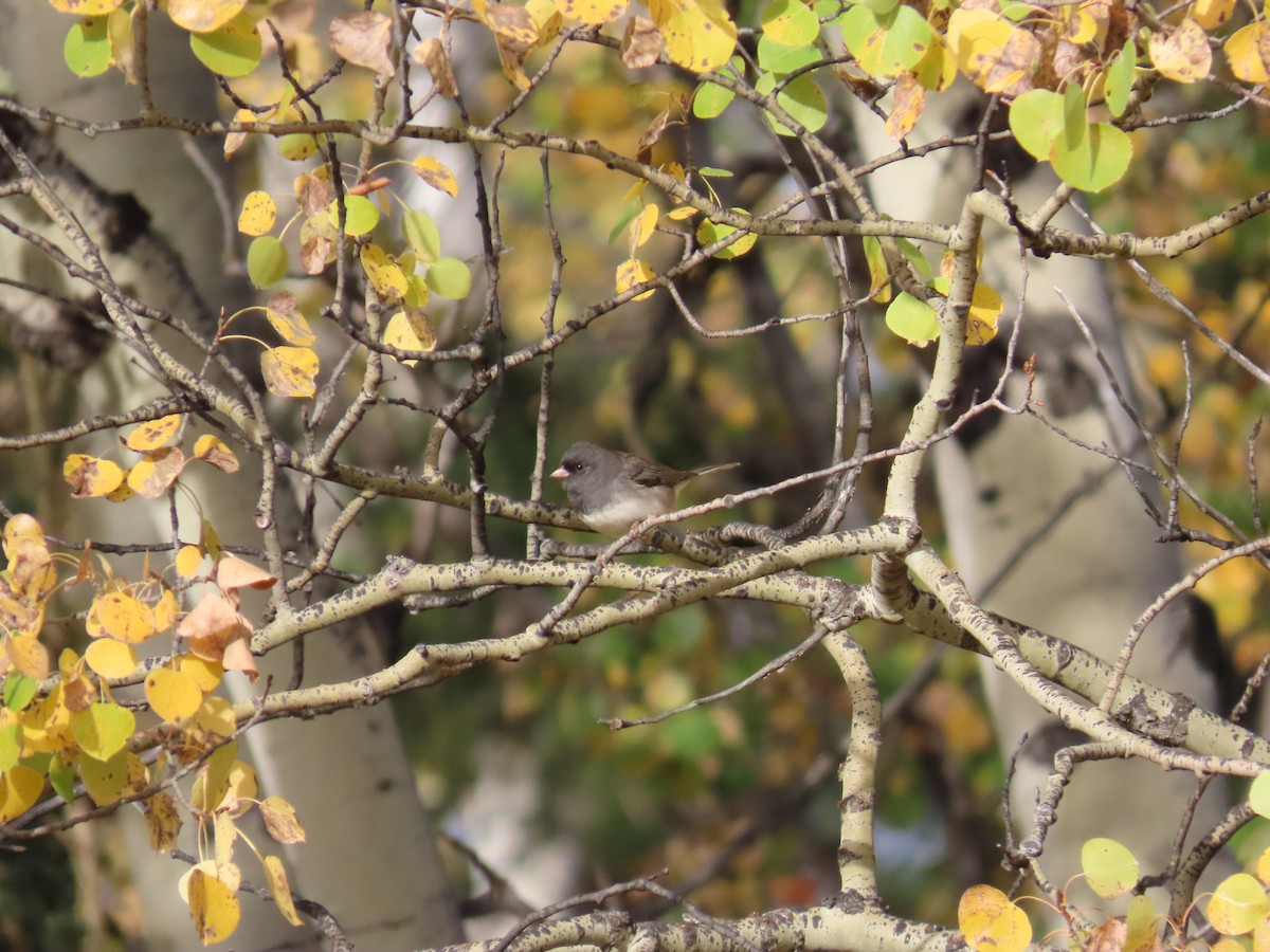 Dark-eyed Junco (Slate-colored) - ML641951122