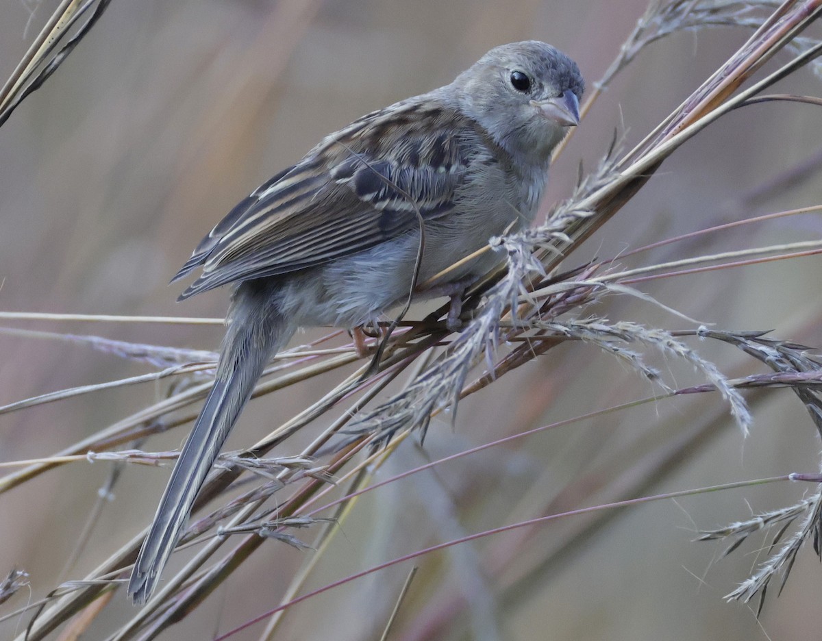 Field Sparrow - ML641951126