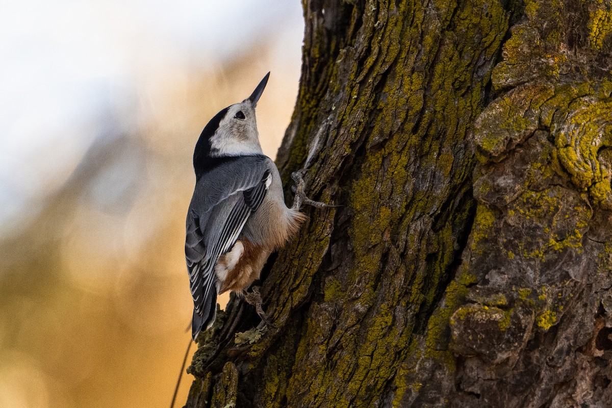 White-breasted Nuthatch - ML641951127