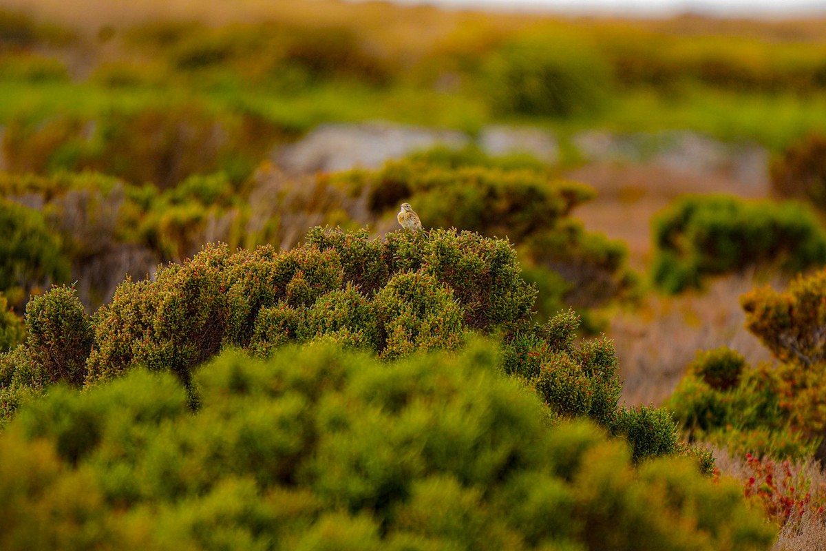 Australian Pipit - ML641951128
