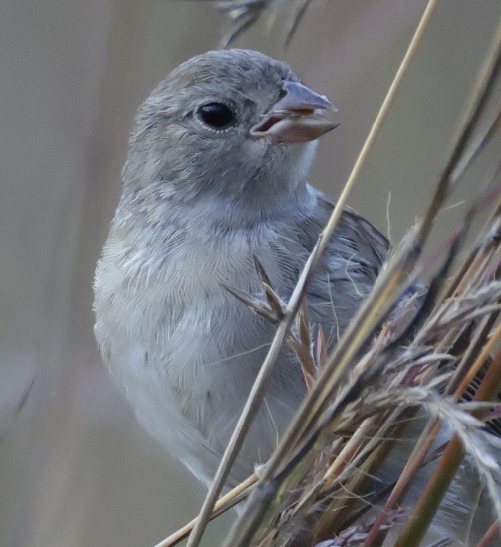 Field Sparrow - ML641951129