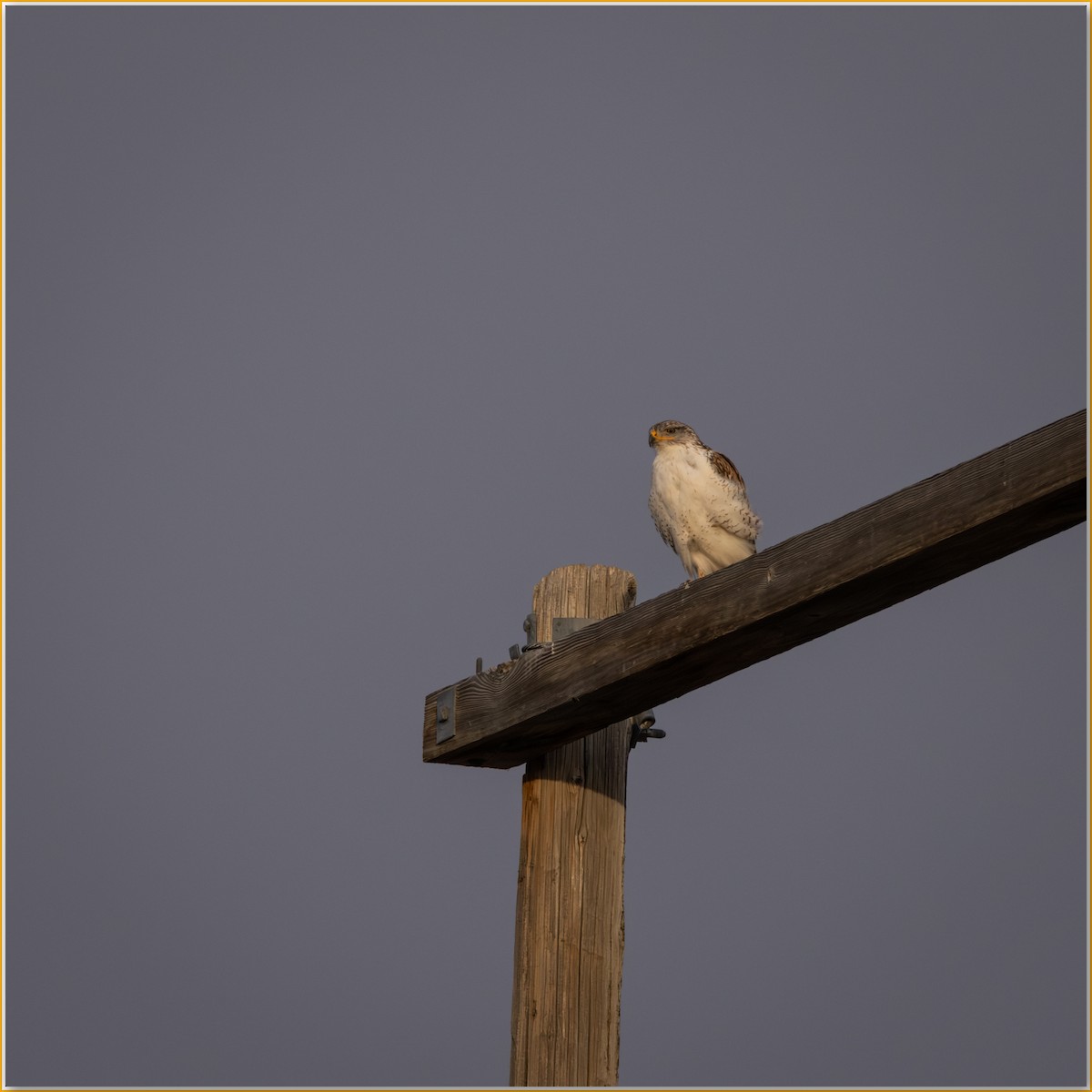 Ferruginous Hawk - ML641951133