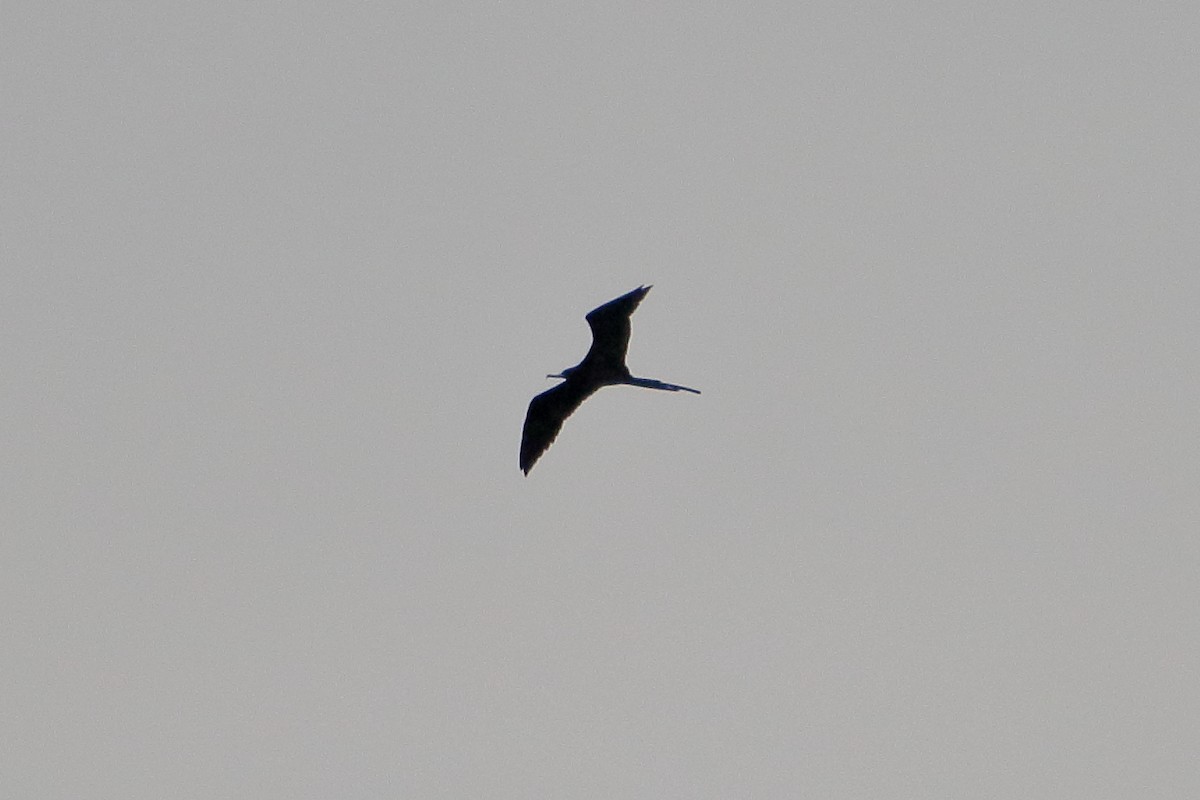 Magnificent Frigatebird - ML641951134