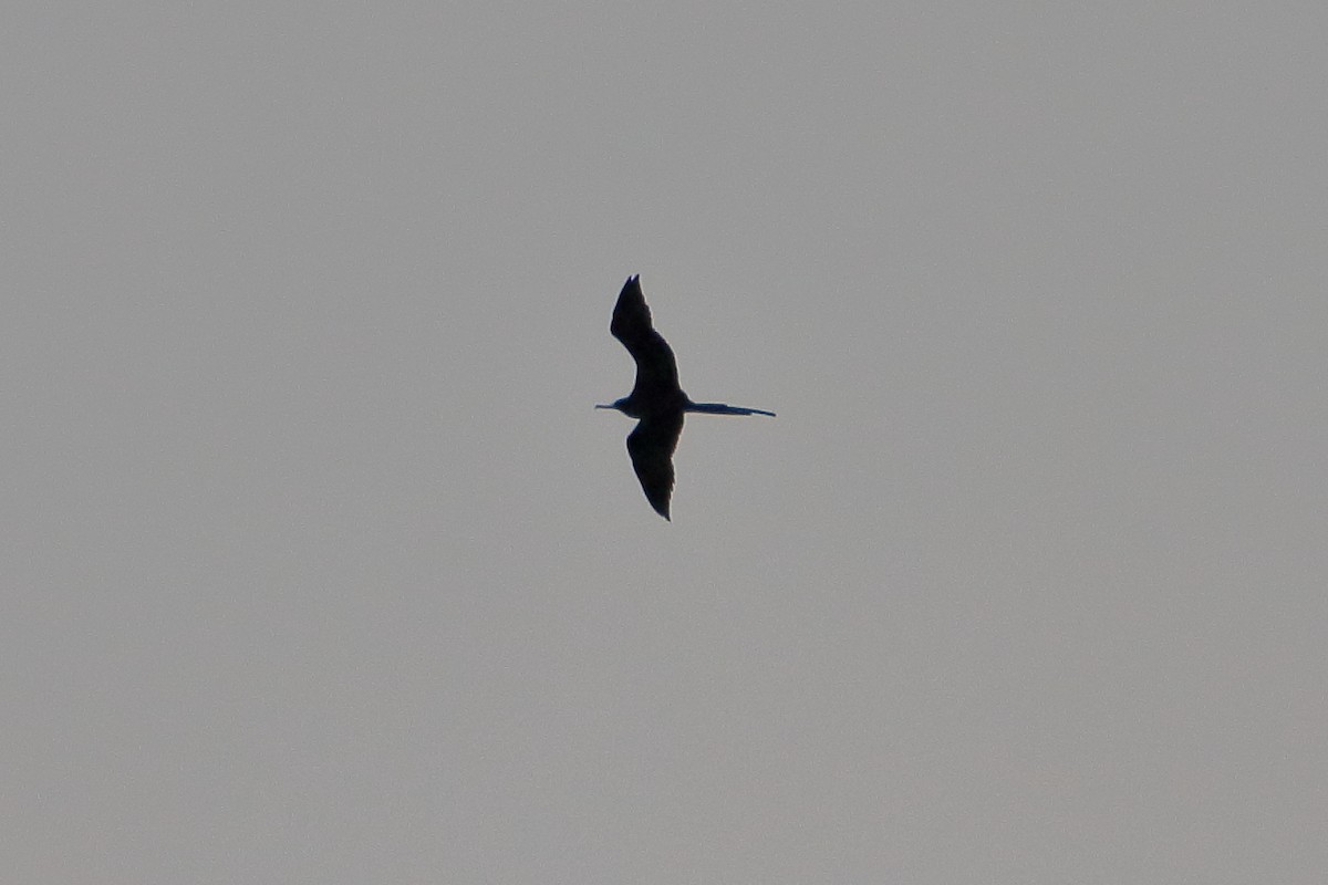 Magnificent Frigatebird - ML641951135