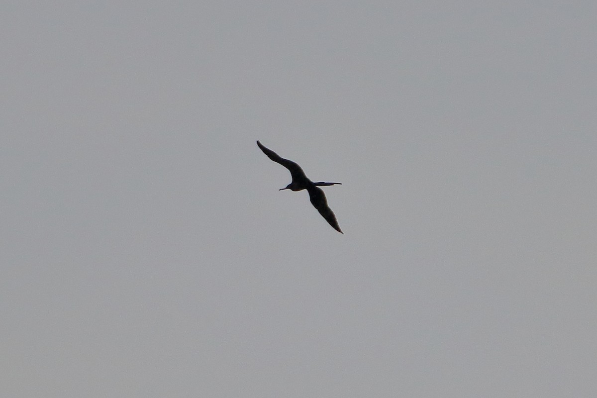 Magnificent Frigatebird - ML641951136