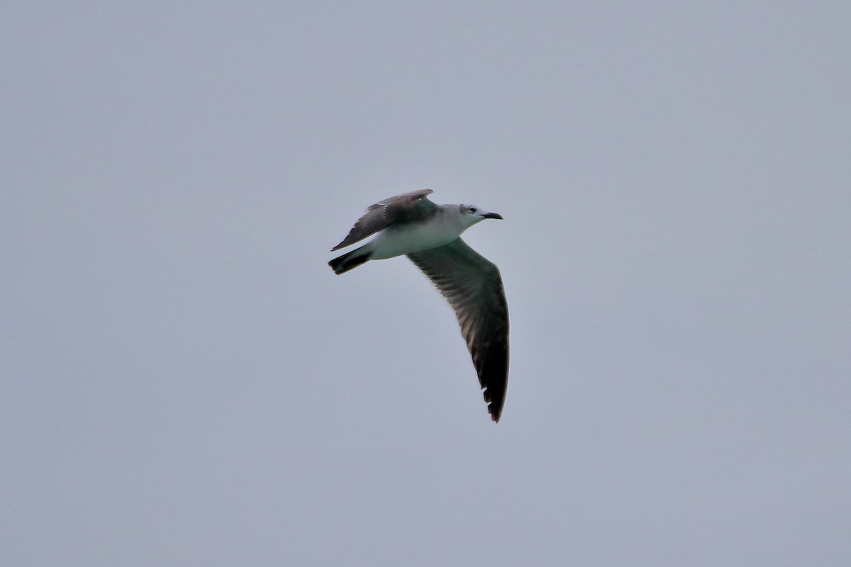 Laughing Gull - ML641951144