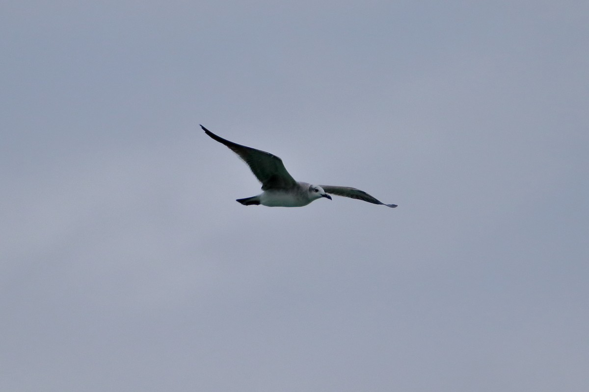 Laughing Gull - ML641951145