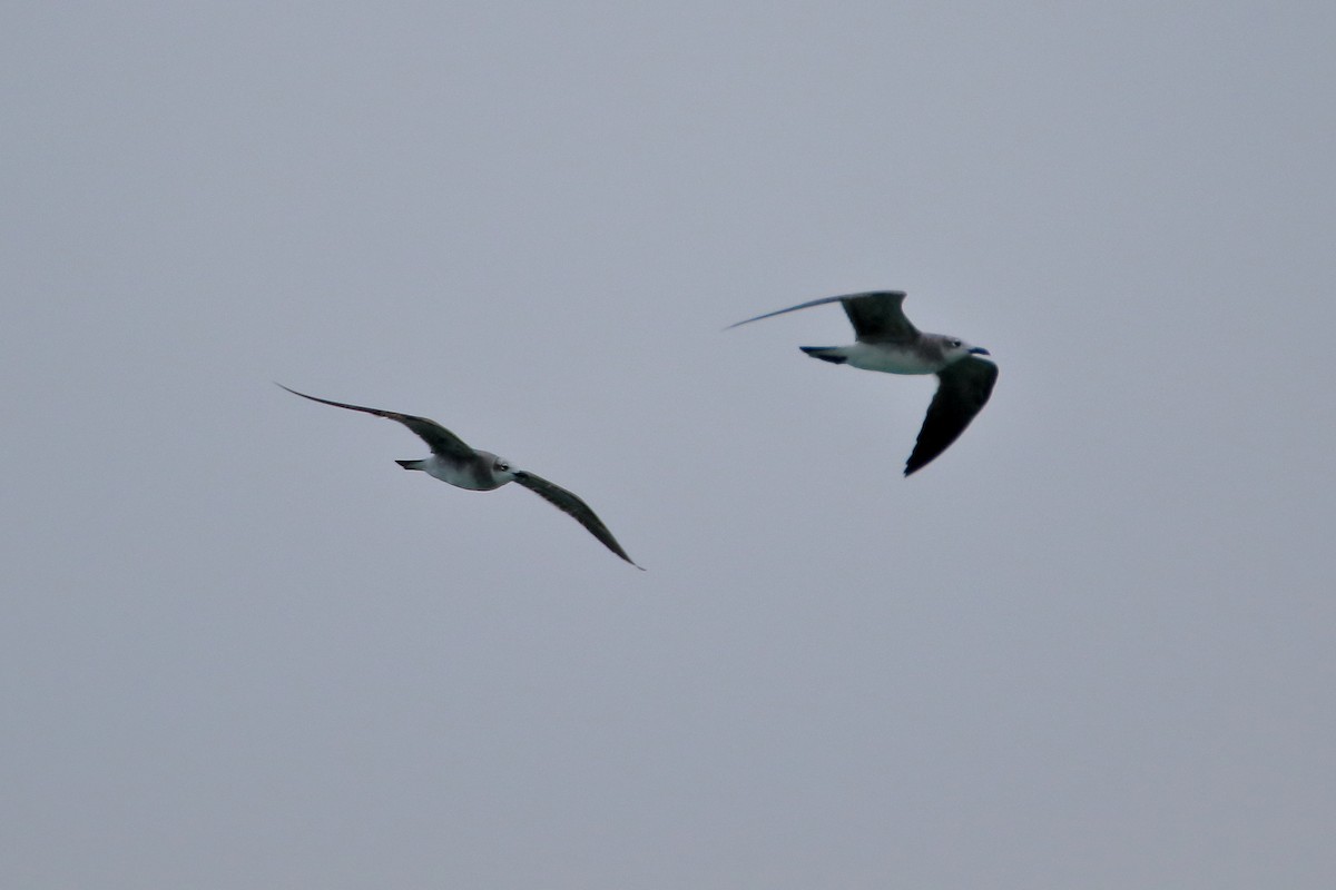 Laughing Gull - ML641951146