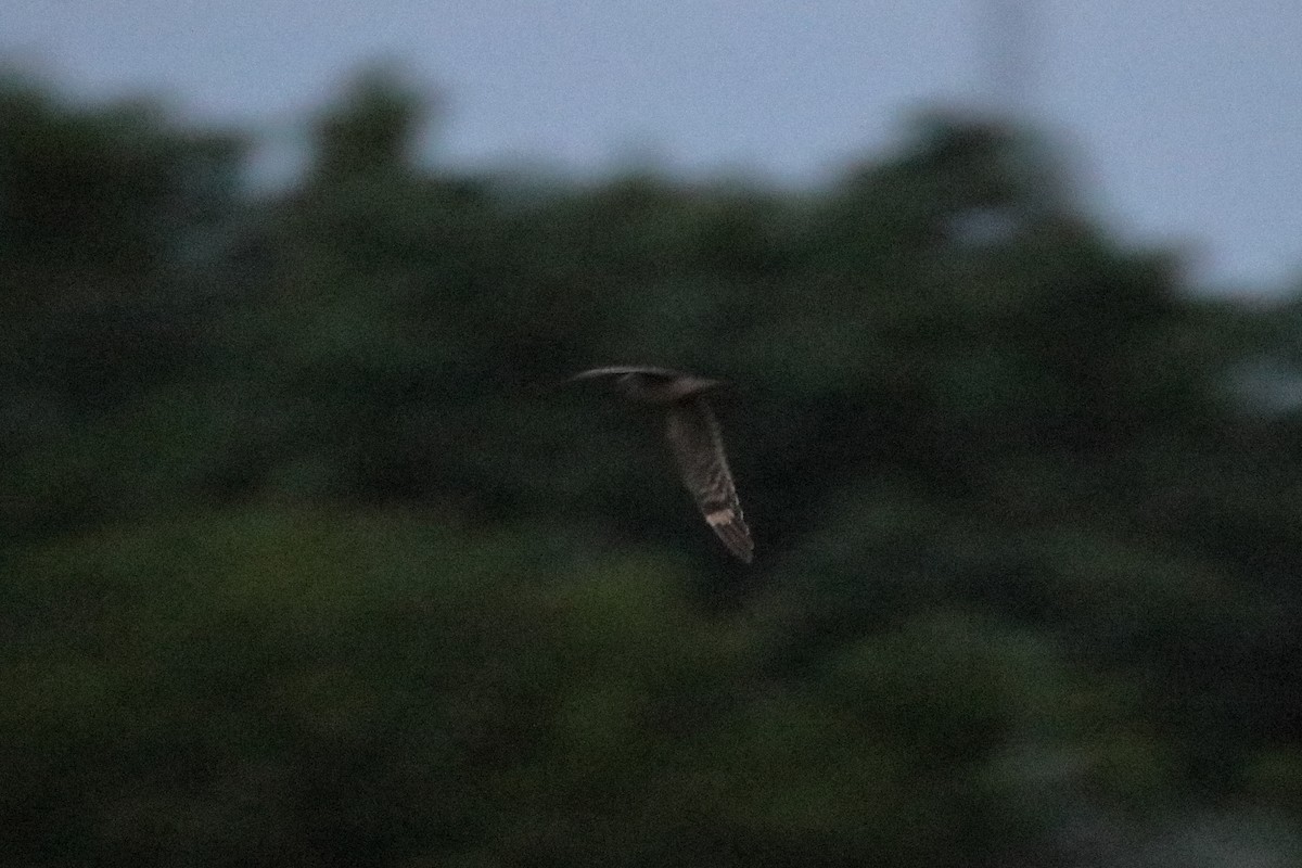 Lesser Nighthawk - ML641951151