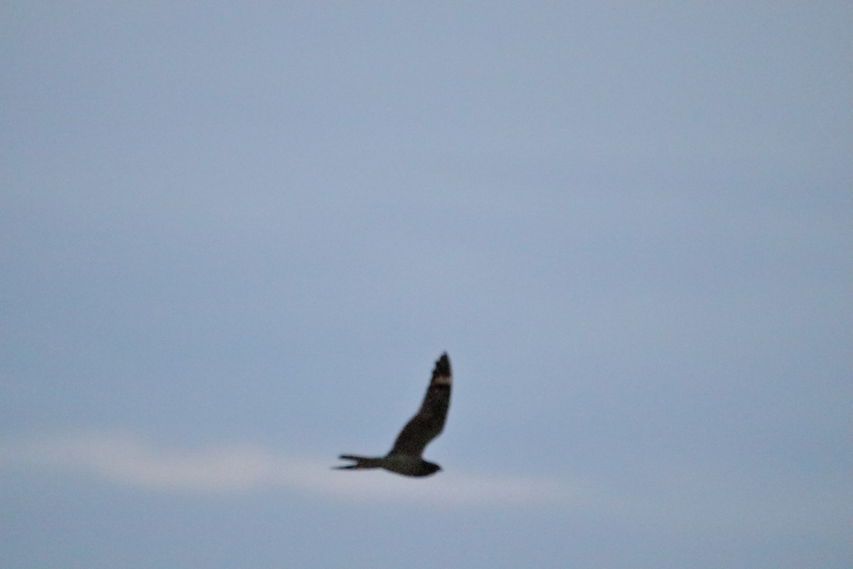 Lesser Nighthawk - ML641951153