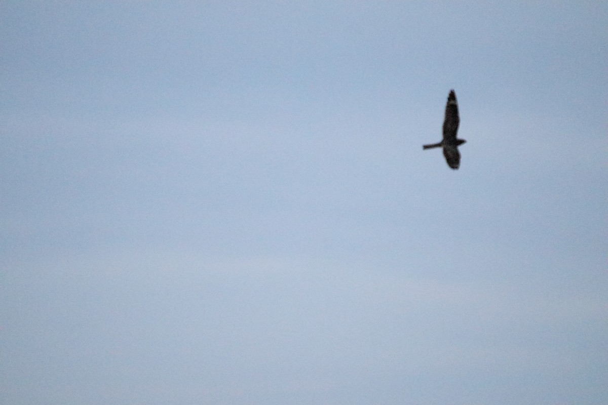 Lesser Nighthawk - ML641951161