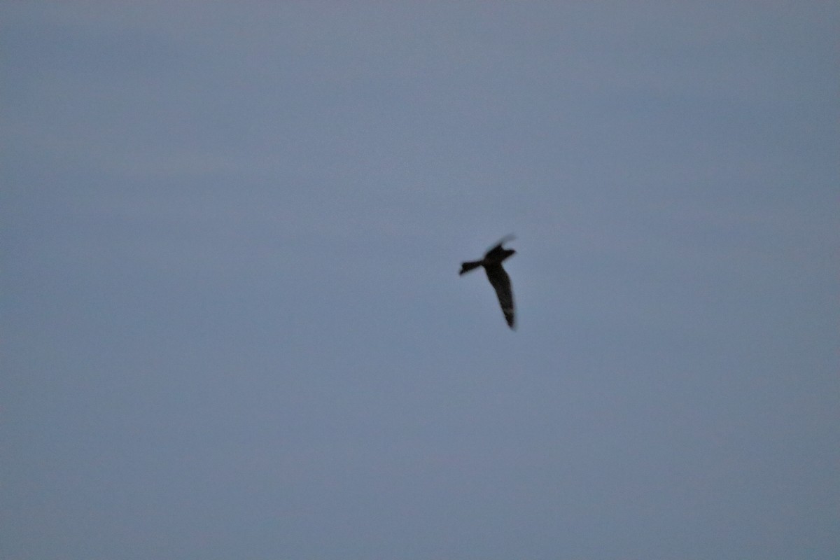Lesser Nighthawk - ML641951172