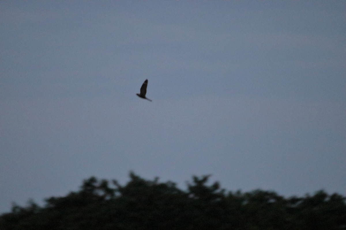 Lesser Nighthawk - ML641951173