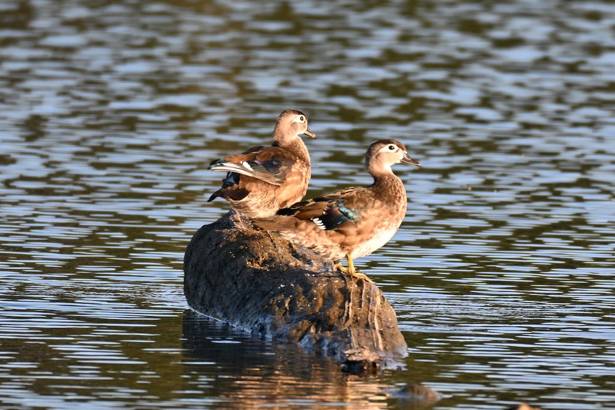 Wood Duck - ML641951175