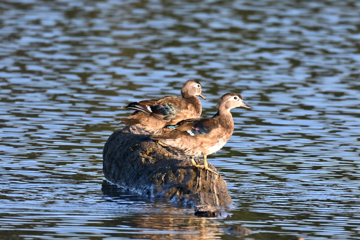 Wood Duck - ML641951176