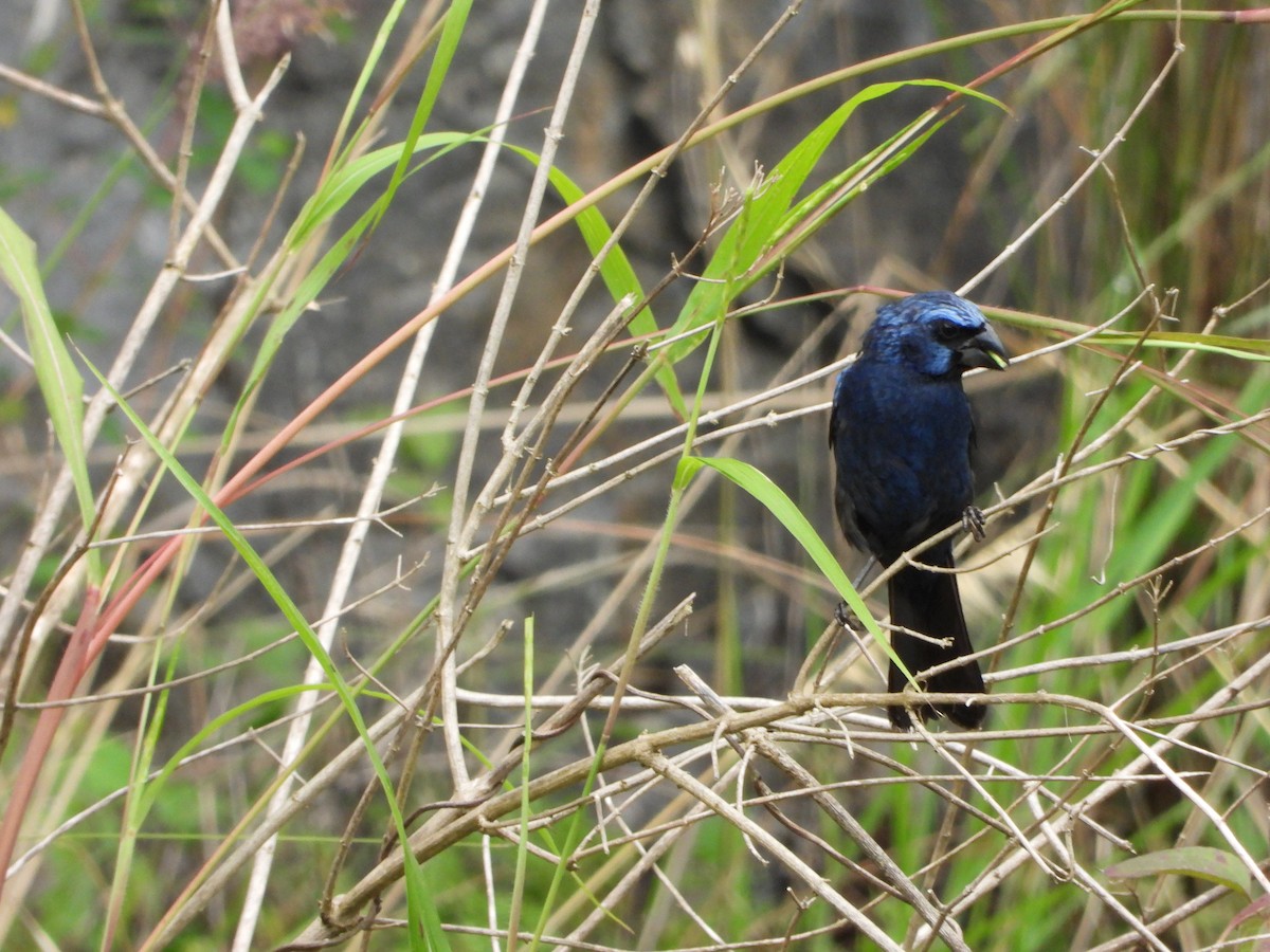 Ultramarine Grosbeak - ML641951177