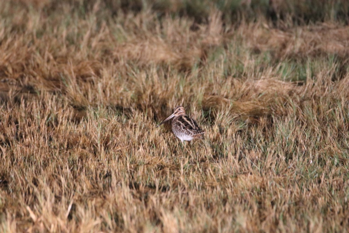Wilson's Snipe - ML641951184