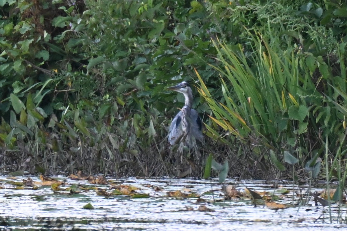 Great Blue Heron - ML641951185