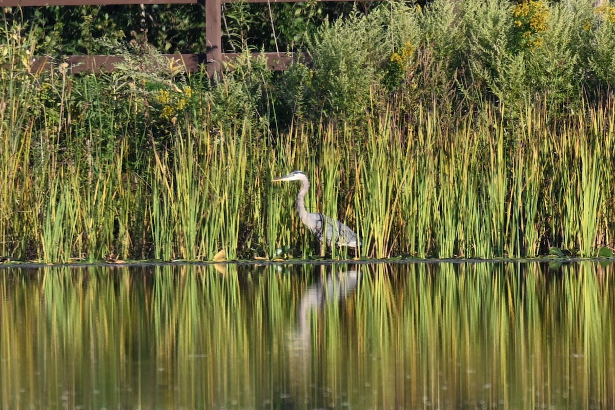 Great Blue Heron - ML641951186