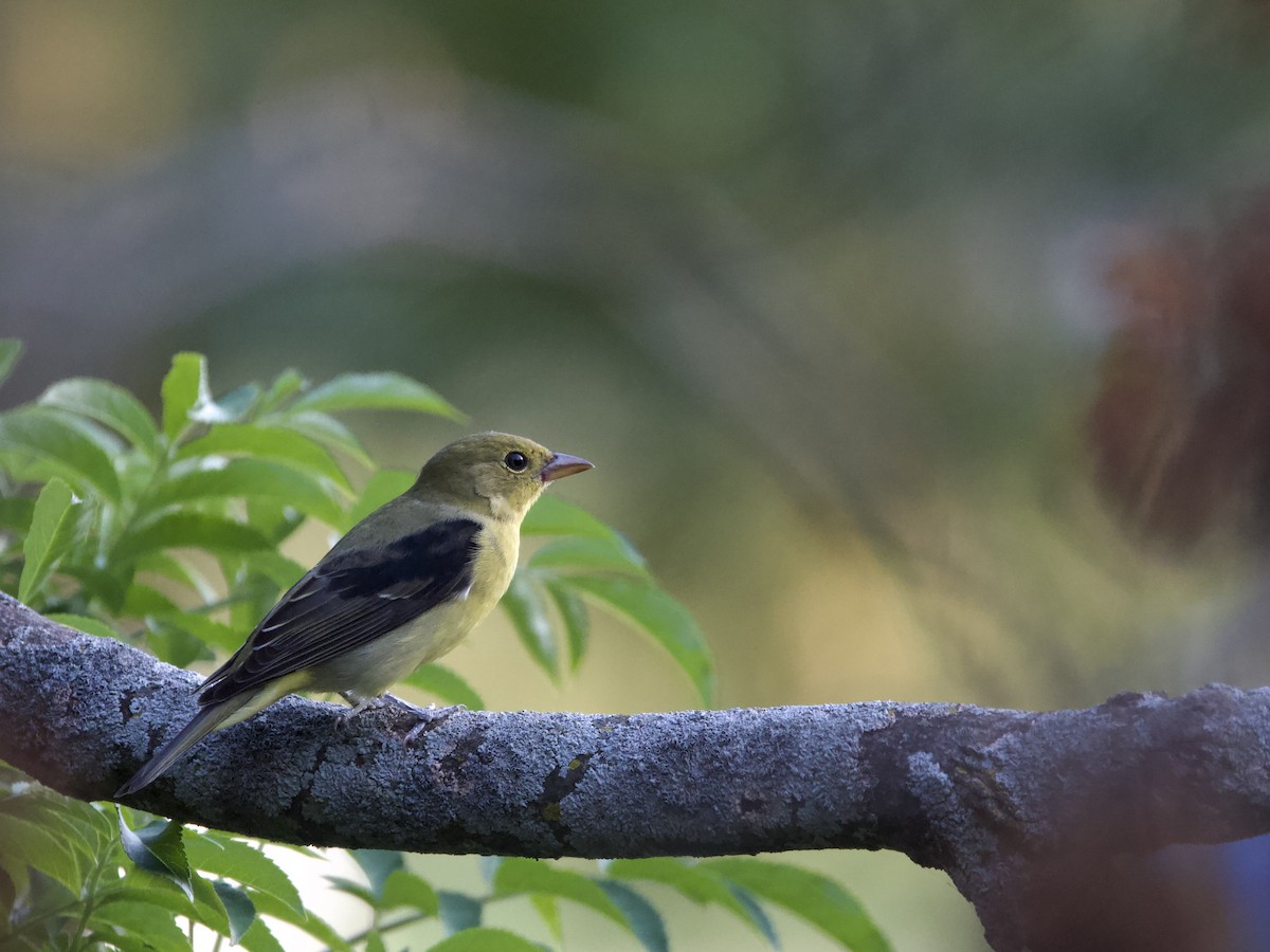 Scarlet Tanager - ML641951191