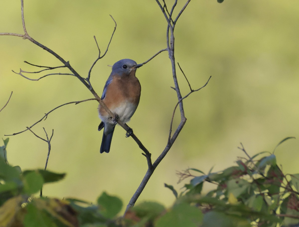 Eastern Bluebird - ML641951192