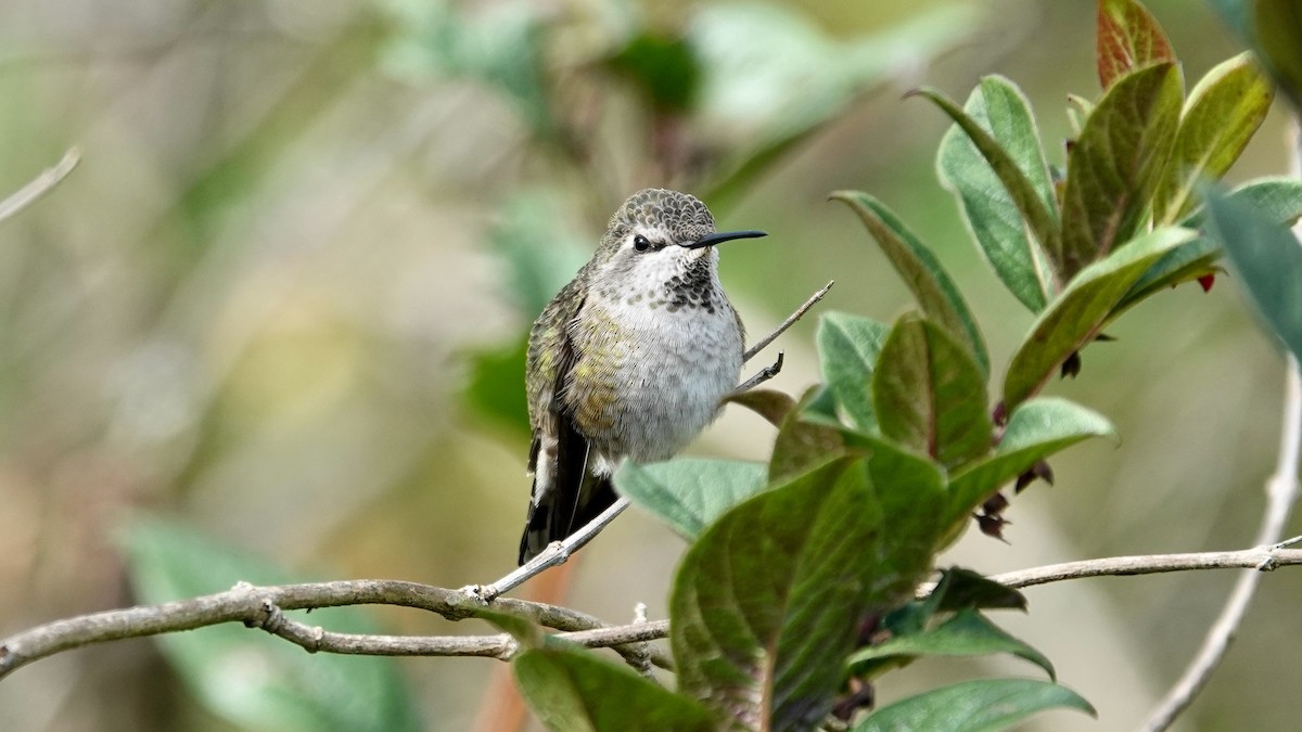 Anna's Hummingbird - ML641951193