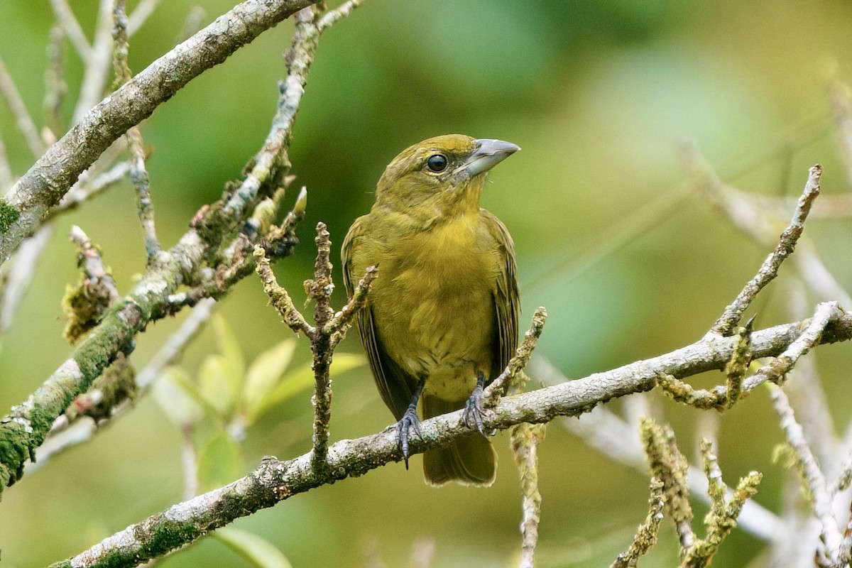Hepatic Tanager - ML641951194