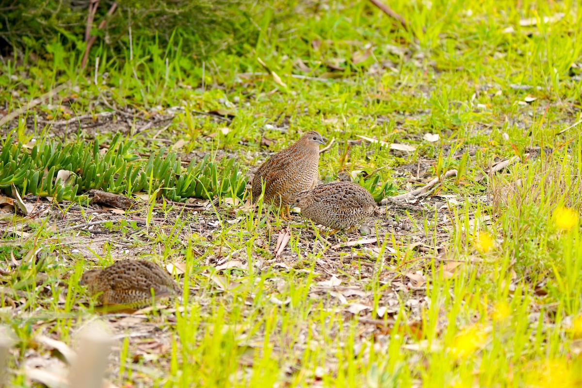 Brown Quail - ML641951196