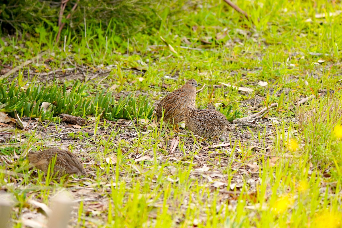 Brown Quail - ML641951197