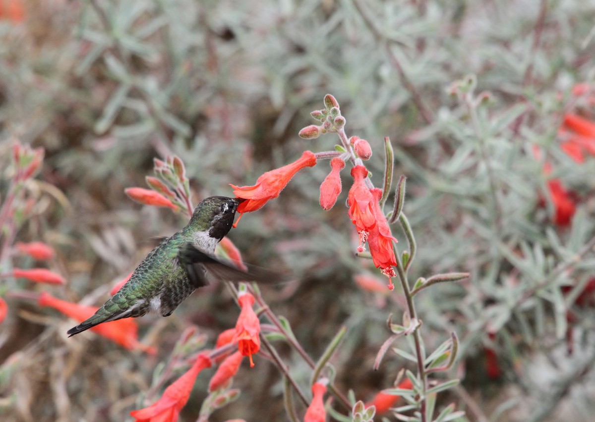 Anna's Hummingbird - ML641951231