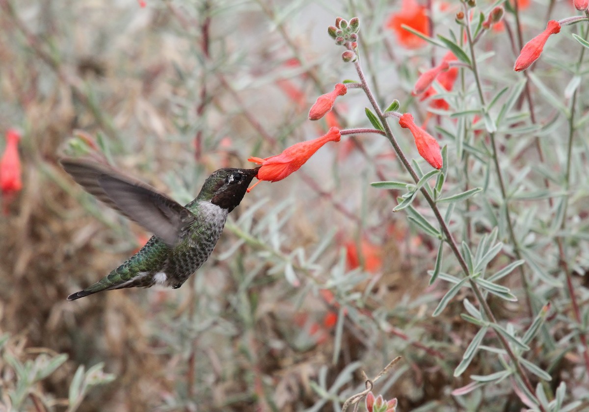 Anna's Hummingbird - ML641951249