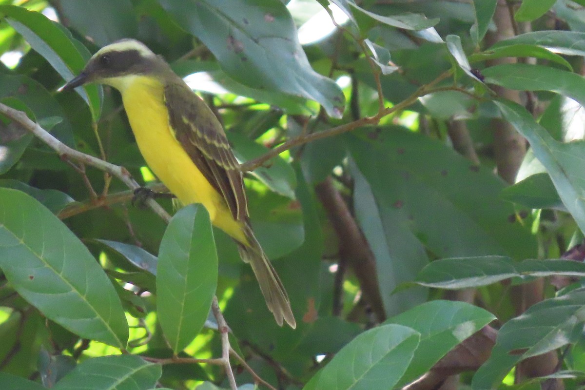 Social Flycatcher - ML641951255