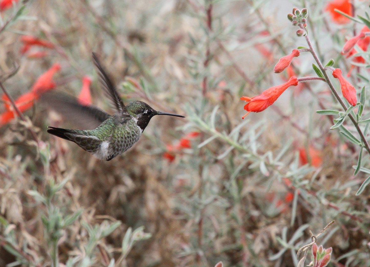 Anna's Hummingbird - ML641951256