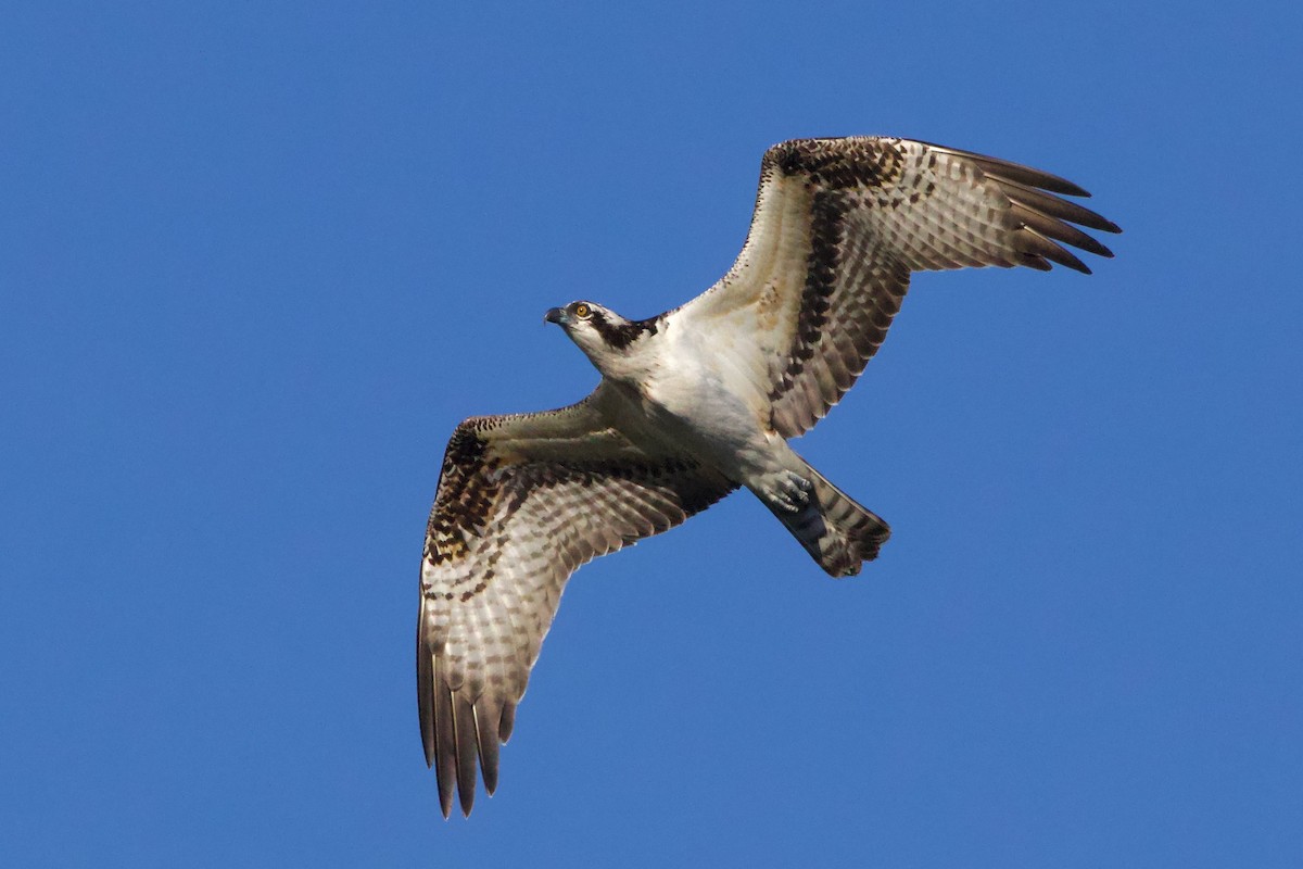 Osprey - ML641951263