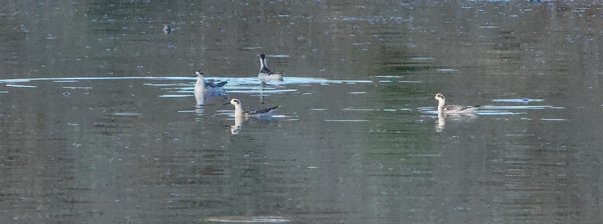 Phalarope à bec étroit - ML641951266