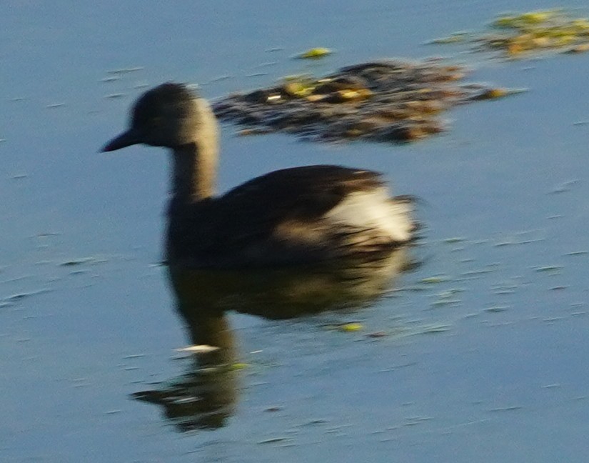Least Grebe - ML641951282
