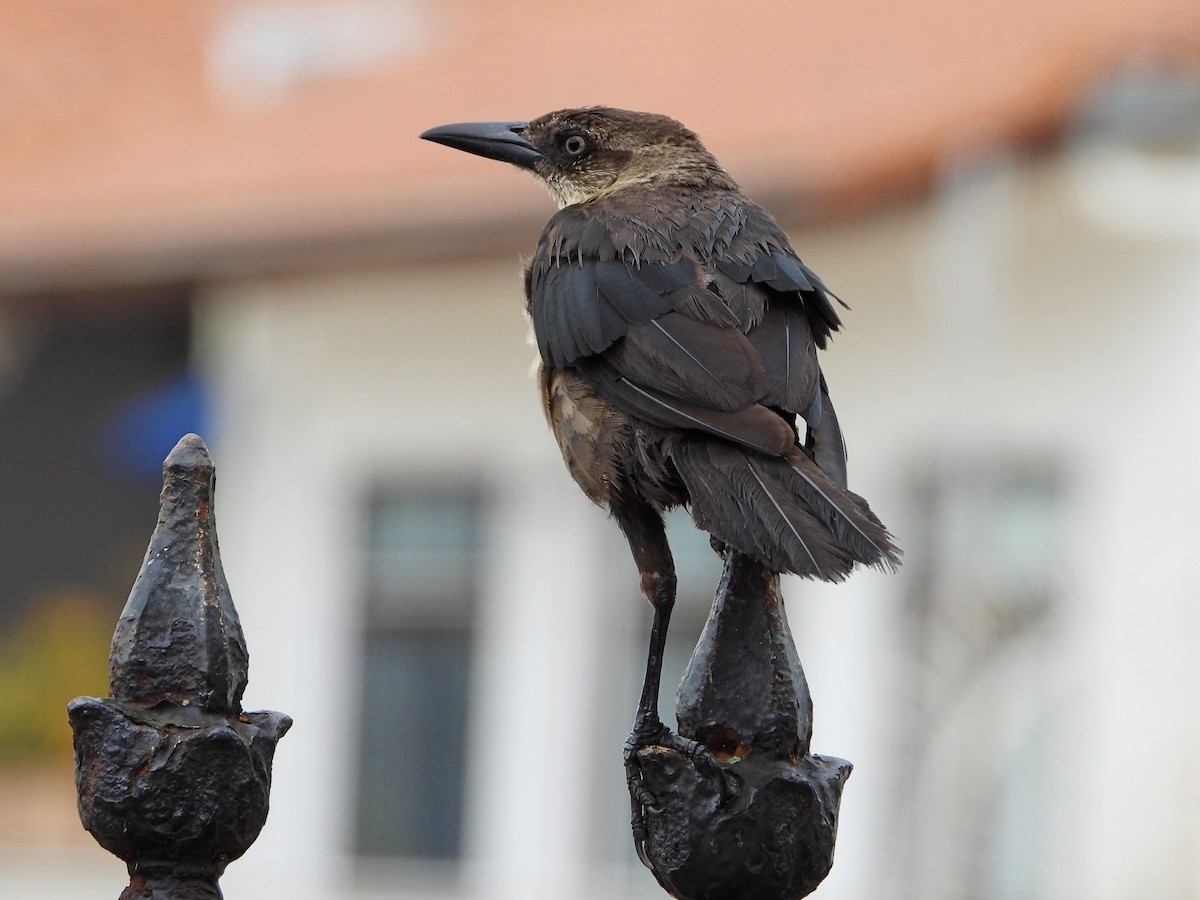 Great-tailed Grackle - ML641951297