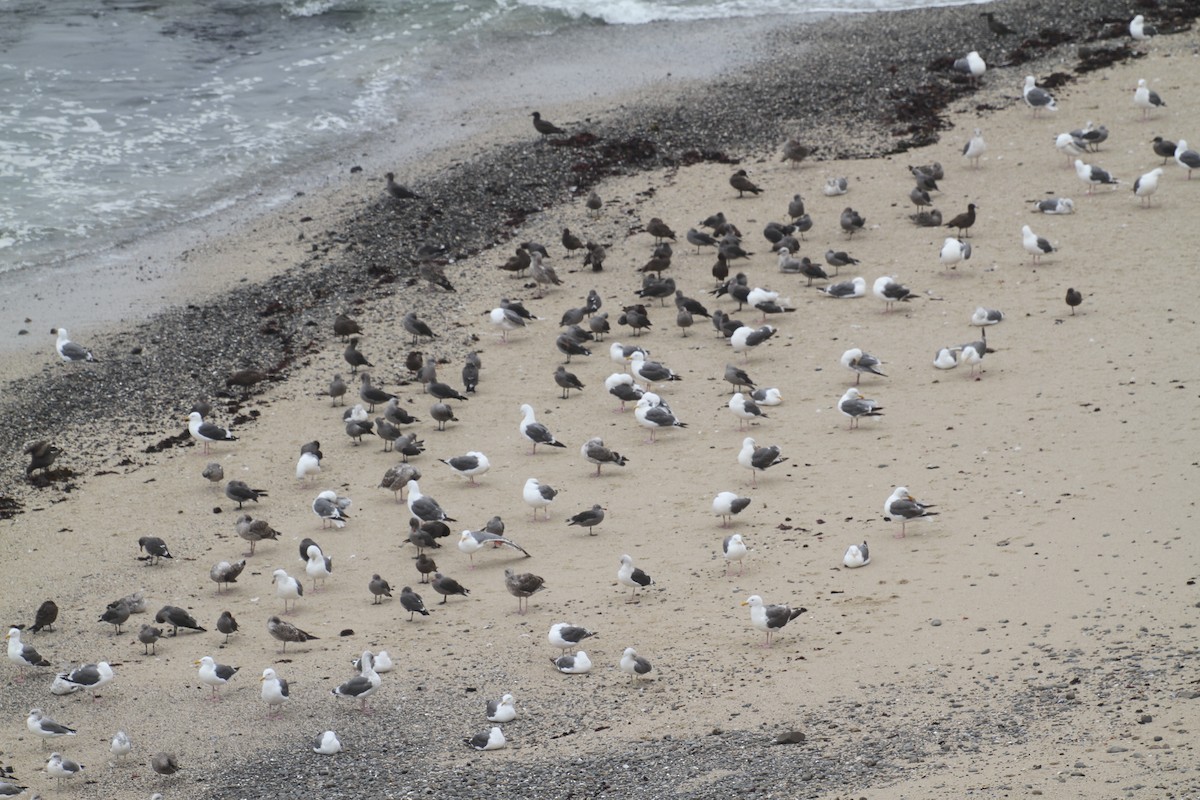 Western Gull - ML641951299