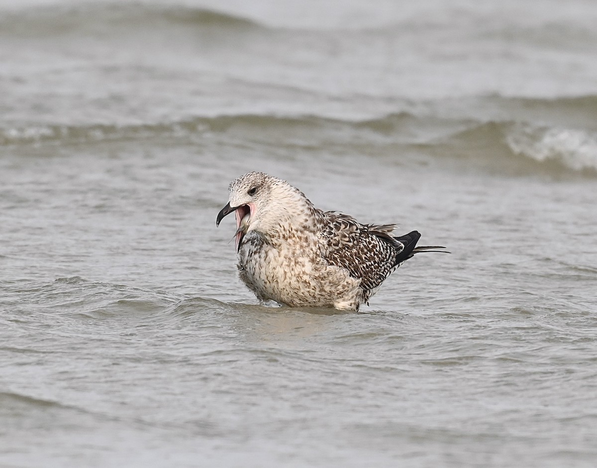 Great Black-backed Gull - ML641951322