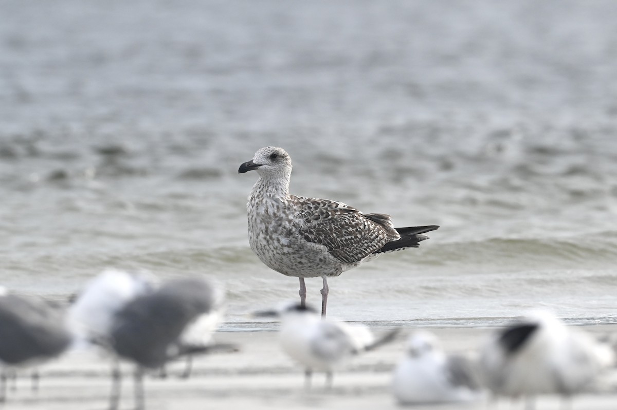 Great Black-backed Gull - ML641951323