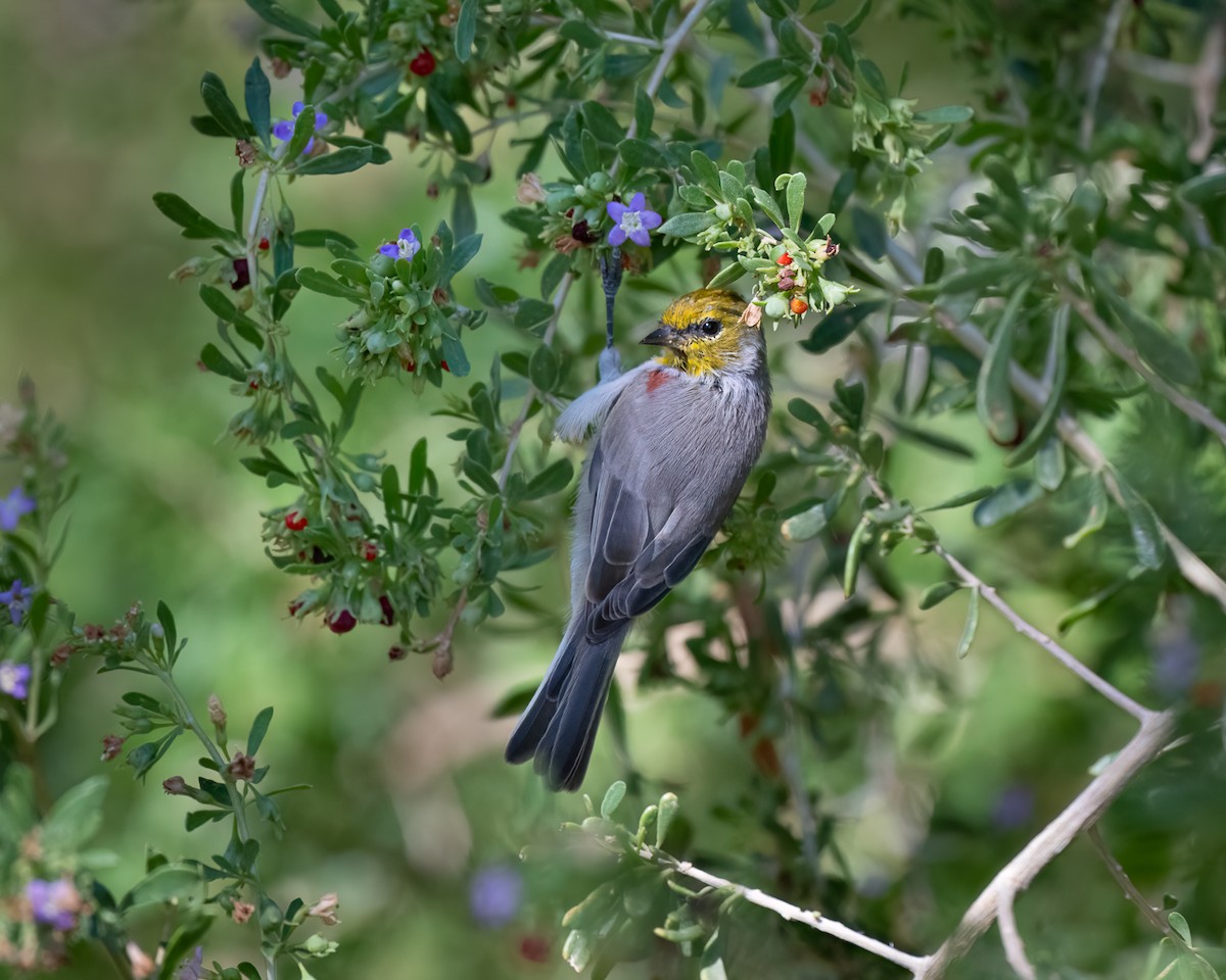 Verdin - ML641951348