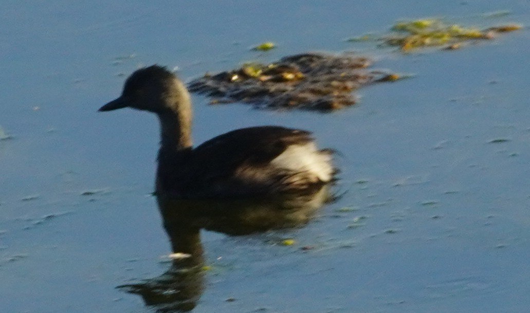 Least Grebe - ML641951352