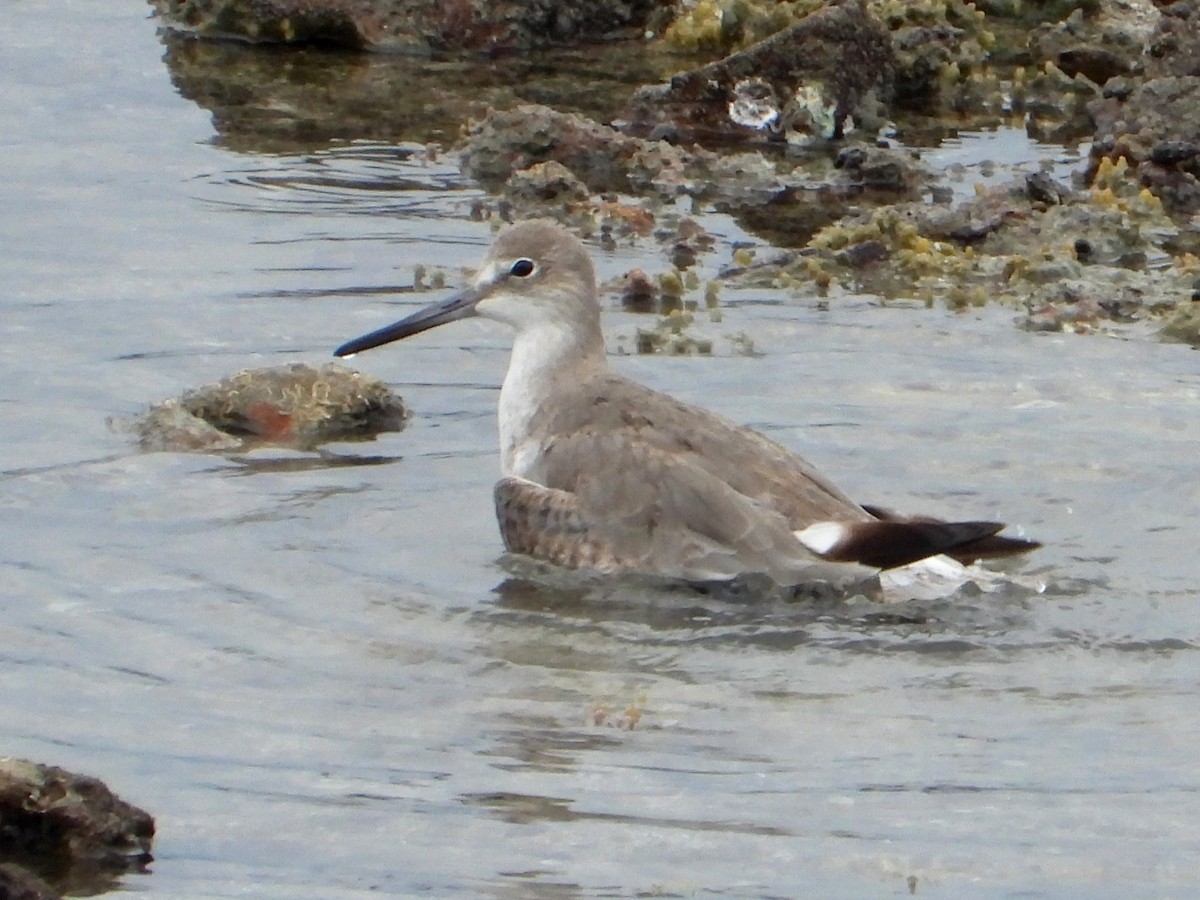 Willet - ML641951353