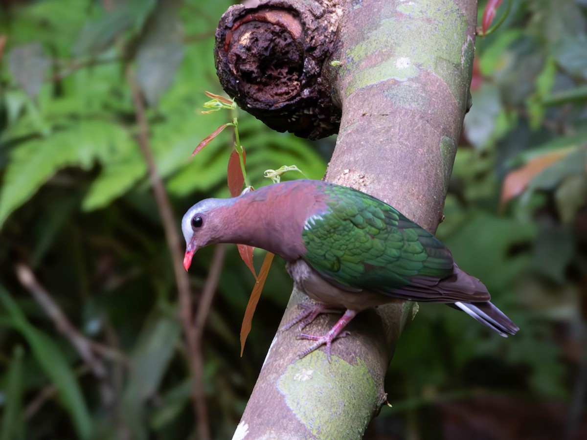 Asian Emerald Dove - ML641951405