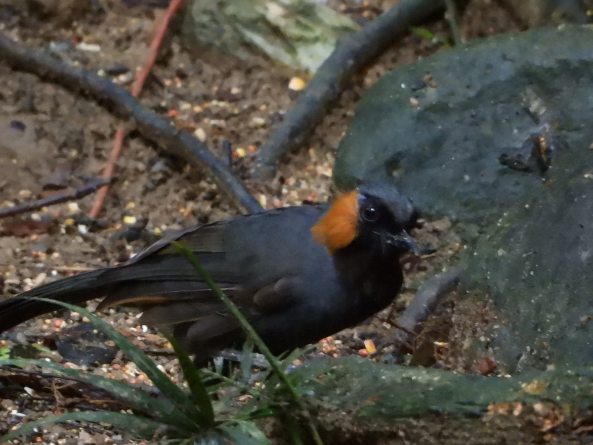 Rufous-cheeked Laughingthrush - ML641951415